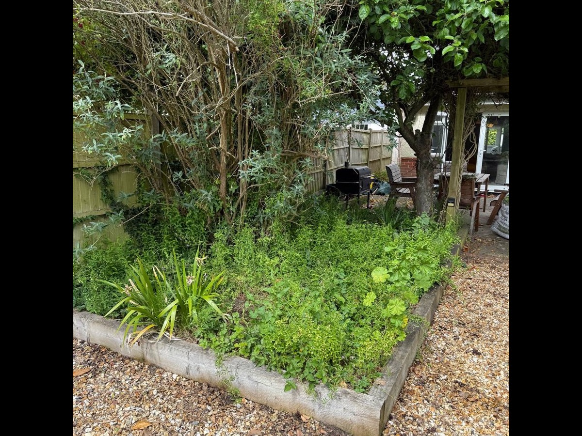 Garden before clearance